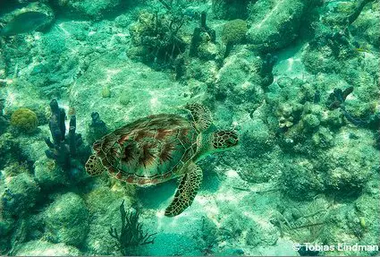 All five species of sea turtles in Florida are either endangered or threatened