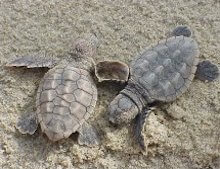 Turtle Hatchlings 