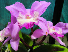 Miami May Events: Orchid Show 