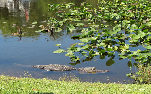 Everglades Airboat Tour: an alligator