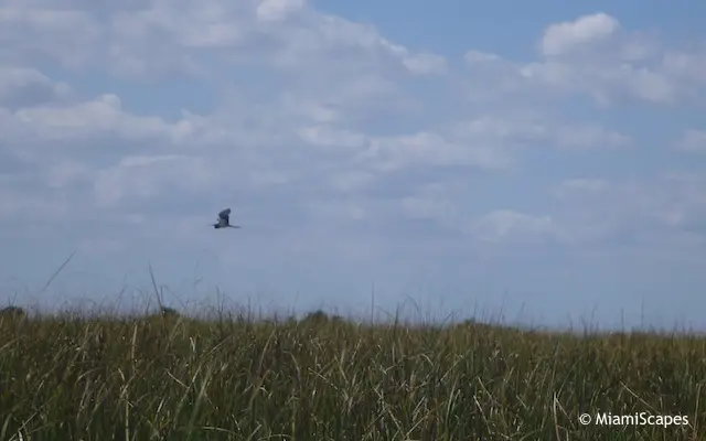 Everglades Airboat Tour: bird in flight