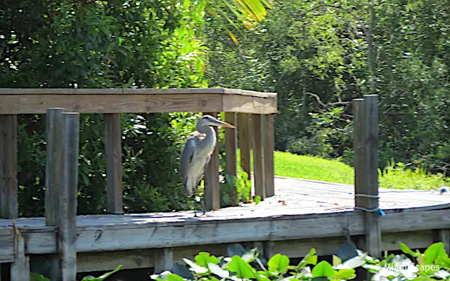 Everglades Airboat Tour: Egret