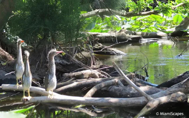 Mangrove Jungle