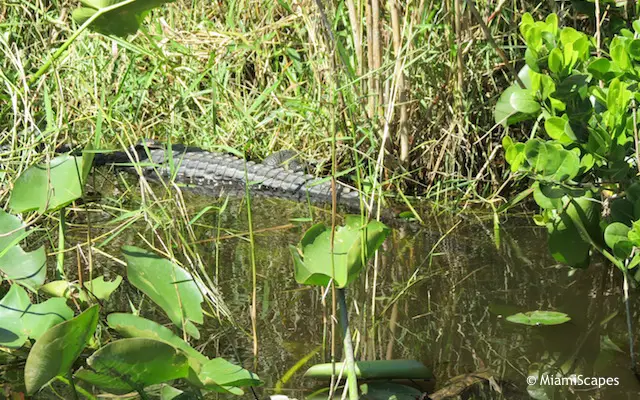 Everglades Airboat Tour: Gators