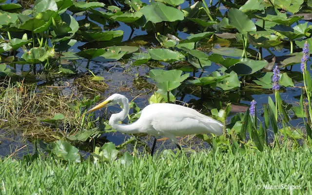 Everglades Airboat Tour: Egret