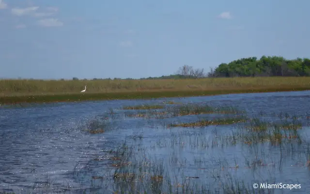 Everglades Airboat Tour: Marshes and Hardwood Hammock