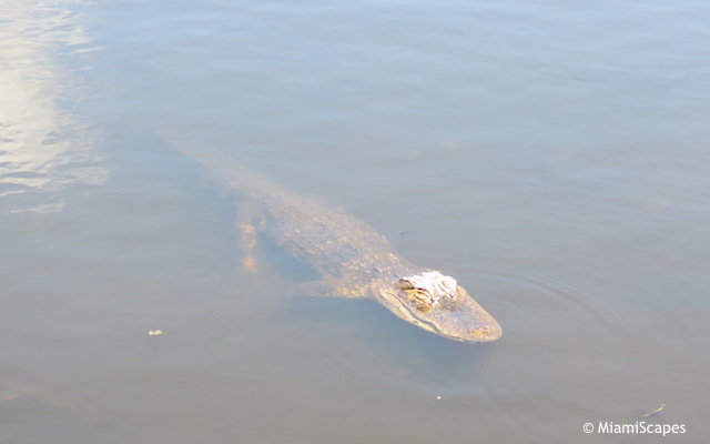 Everglades Airboat Tour: More Gators
