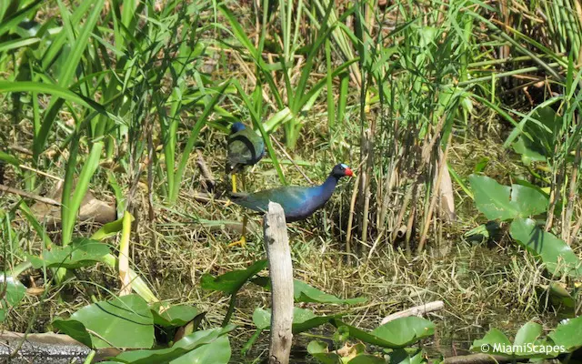 Everglades Airboat Tour: Purple Gallinule