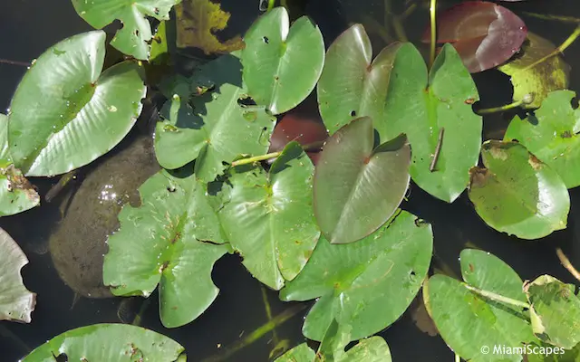 Everglades Airboat Tour: turtle Everglades Airboat Tour: turtle