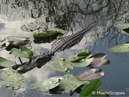 Everglades Airboat Wildlife Sightings: Alligator