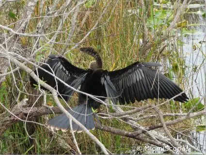 Everglades Airboat Tours: anhinga