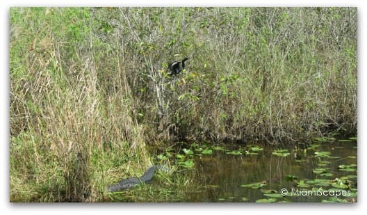 The Anhinga Trail at the Everglades