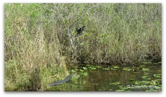 The Anhinga Trail at the Everglades The Anhinga Trail at the Everglades
