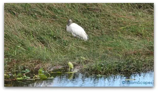 The Anhinga Trail at the Everglades