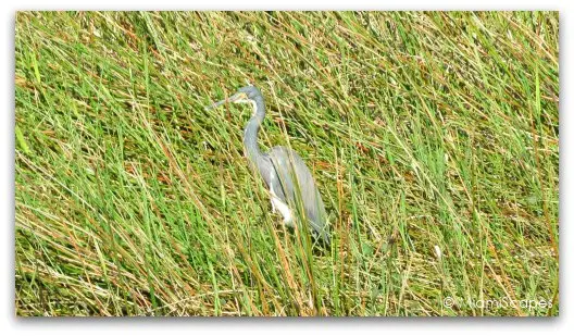 The Anhinga Trail at the Everglades