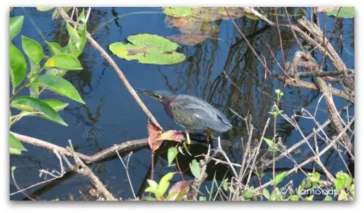 The Anhinga Trail at the Everglades