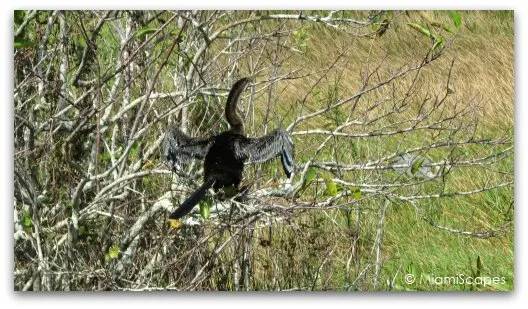 The Anhinga Trail at the Everglades