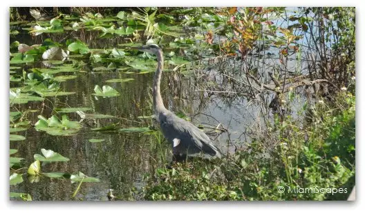 The Anhinga Trail at the Everglades