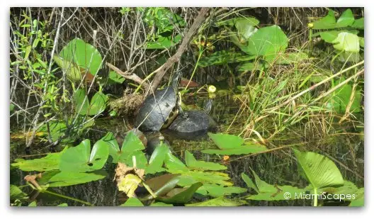 The Anhinga Trail at the Everglades