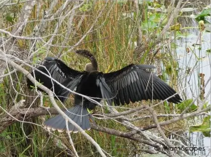 Anhinga drying her wings at anhinga trail