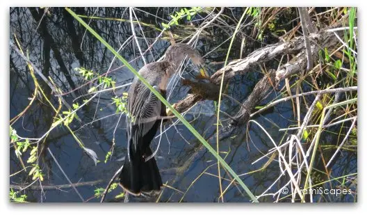 The Anhinga Trail at the Everglades