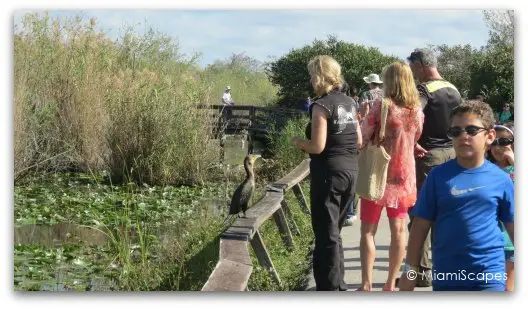 The Anhinga Trail at the Everglades