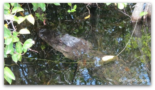 The Anhinga Trail at the Everglades: alligator