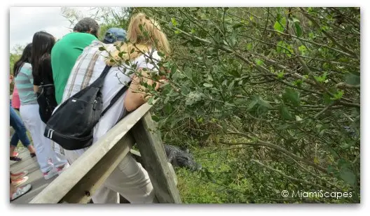 The Anhinga Trail at the Everglades