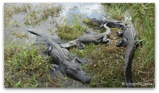 The Anhinga Trail at the Everglades