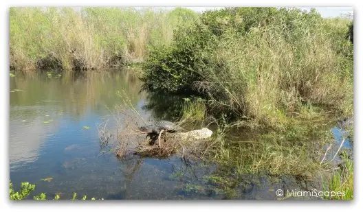 The Anhinga Trail at the Everglades