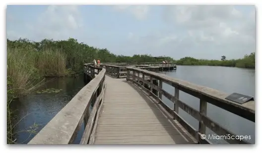 The Anhinga Trail at the Everglades