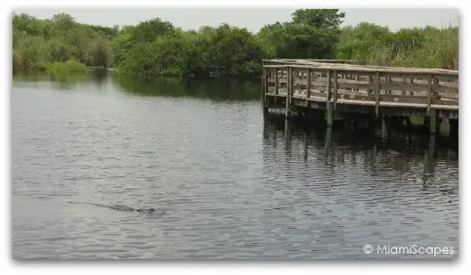 The Anhinga Trail at the Everglades