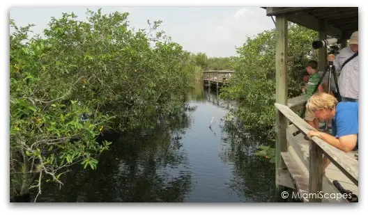 The Anhinga Trail at the Everglades