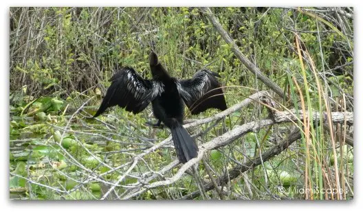 The Anhinga Trail at the Everglades