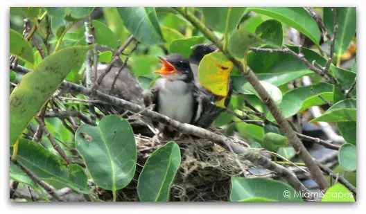 The Anhinga Trail at the Everglades