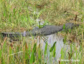 Everglades Anhinga Trail: Alligator