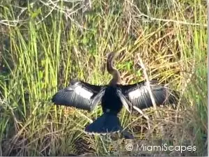 Everglades Anhinga Trail: Anhinga