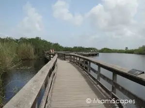 Everglades Anhinga Trail Boardwalks