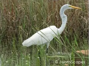 Everglades Anhinga Trail: egret
