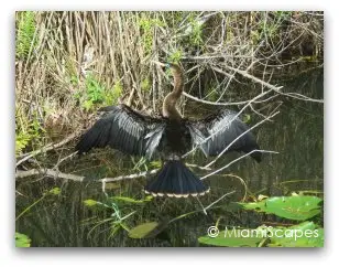 Everglades Anhinga Trail - An Anhinga drying its feathers