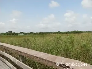 Everglades Anhinga Trail Sawgrass Prairie