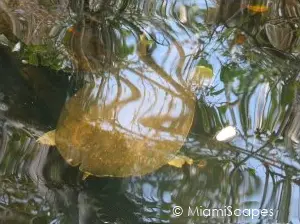 Everglades Anhinga Trail: 
Turtle