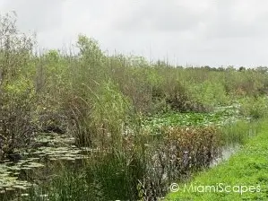 Everglades Anhinga Trail Lush Vegetation