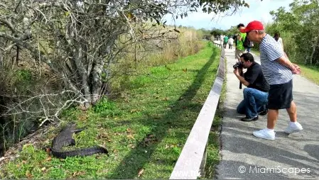 Alligator by the Anhinga Trail