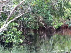 Road to Flamingo:Mangrove Swamp 