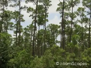 Road to Flamingo:Pine Forests Road to Flamingo: Pine Forests