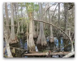 Everglades Cypress Swamp