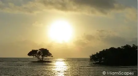 Everglades Boat Tour to the Ten Thousand Islands