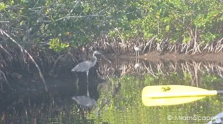 Everglades canoe trip - Gulf Coast
