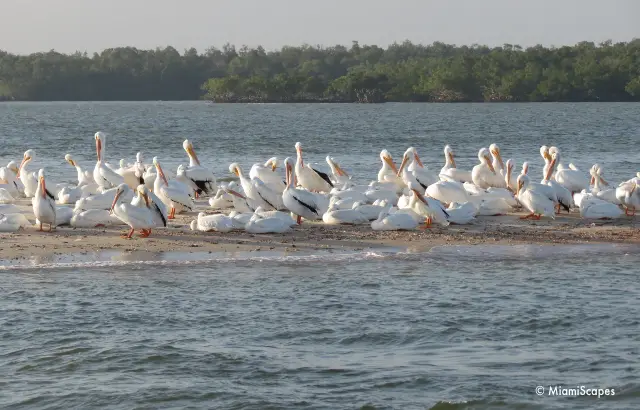 Pelicans at Everglades at Gulf Coast